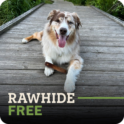 Redbarn Dur-A-Bull. A dog lying on a wooden boardwalk outdoors with the text 'RAWHIDE FREE' overlaid at the bottom. 