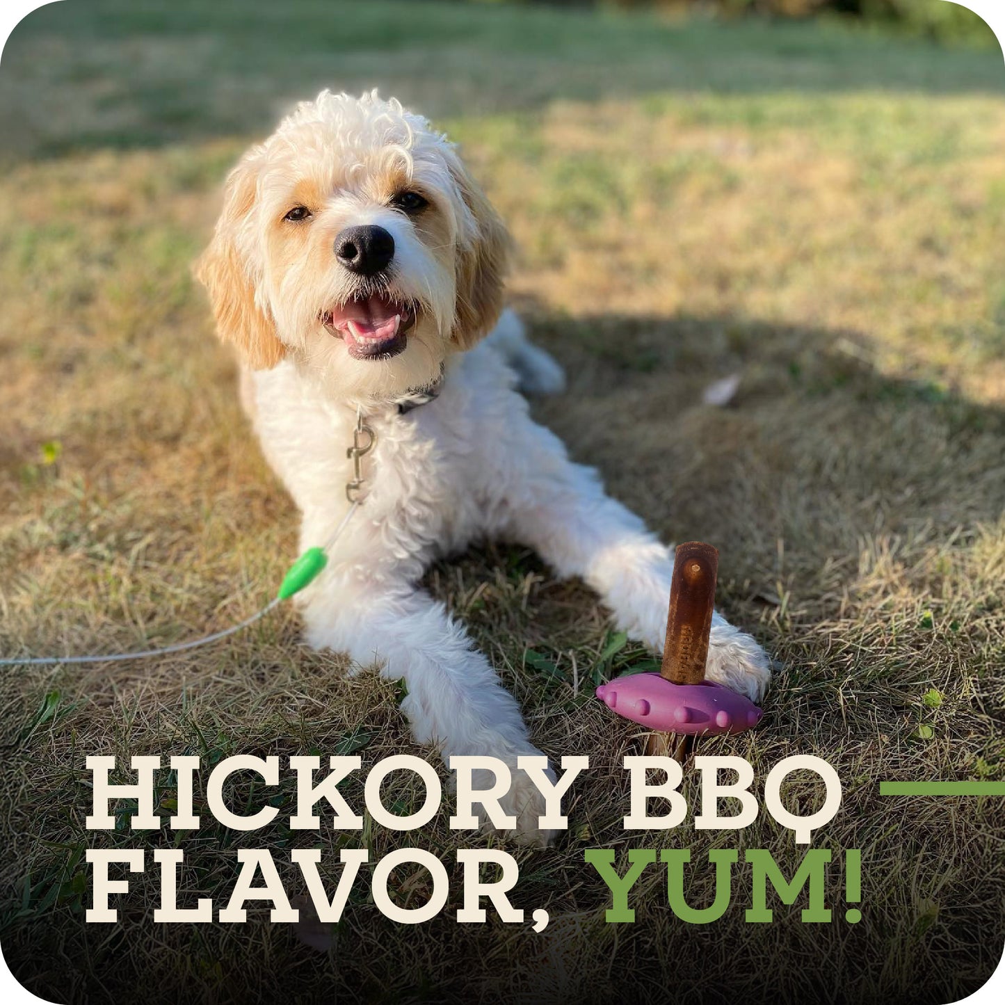 A fluffy white dog lies on grass outdoors, with a Redbarn Dur-A-Bull. near its front paws. Large overlaid text reads 'HICKORY BBQ FLAVOR, YUM!'.