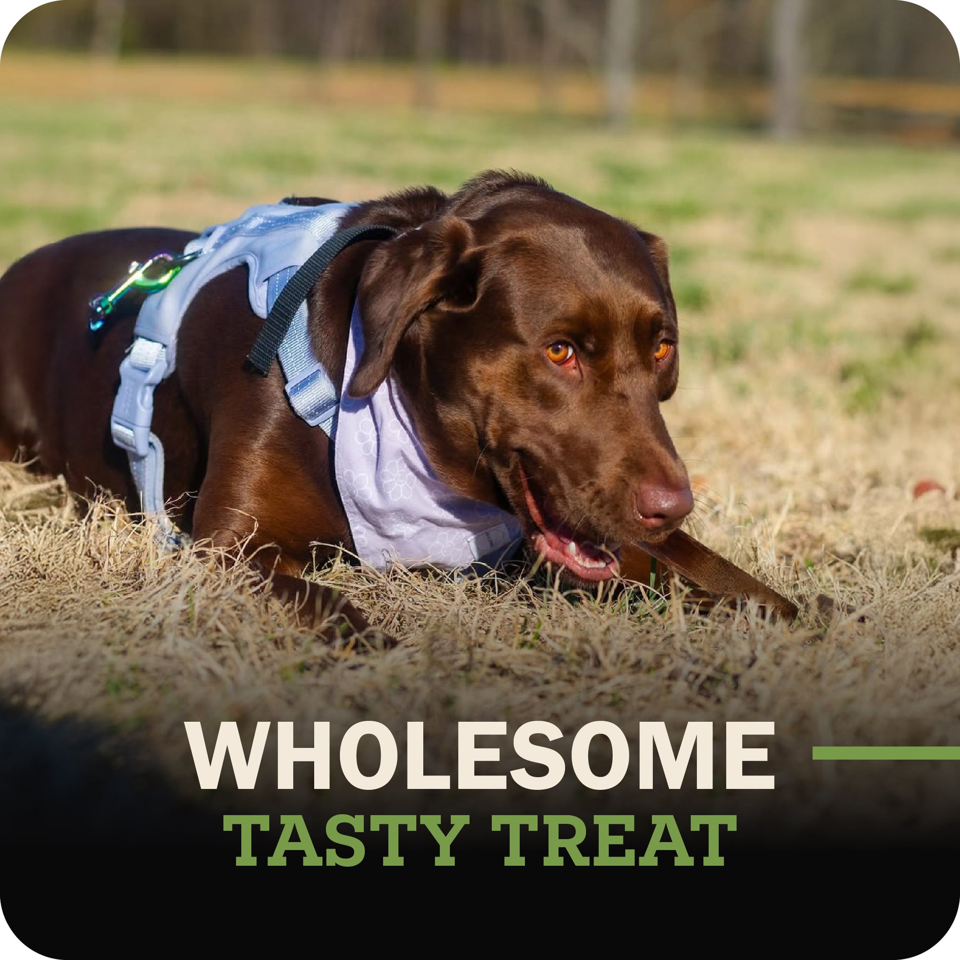 A brown dog lying in dry grass outdoors, wearing a light blue harness and bandana, chewing on a Redbarn Dur-A-Bull with the text 'WHOLESAOME TASTY TREAT' overlaid at the bottom.
