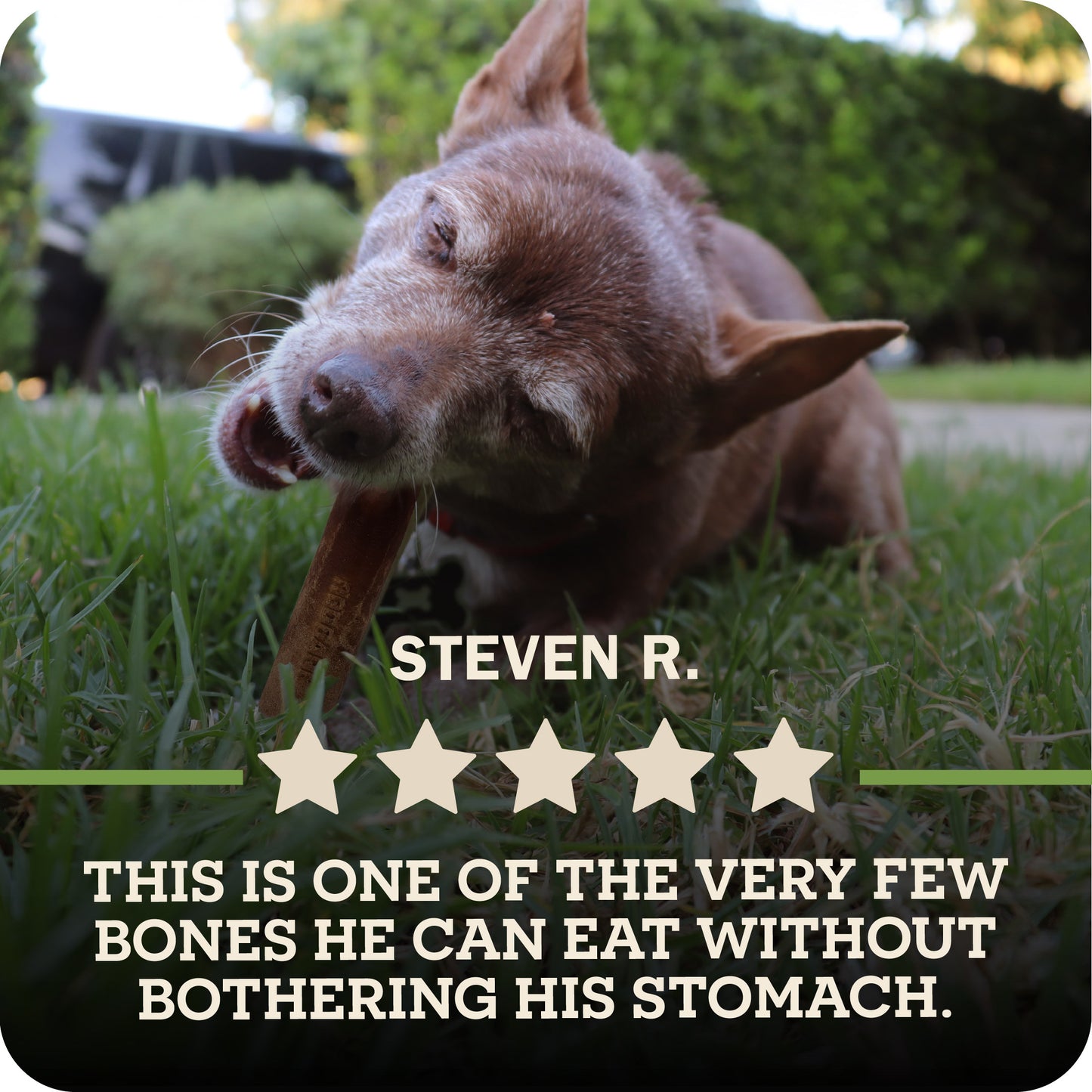 A small brown dog lying on grass outdoors while chewing on a Redbarn Dur-A-Bull., with overlaid text reading 'STEVEN R.' and a five-star review quote about the bone being easy to digest.