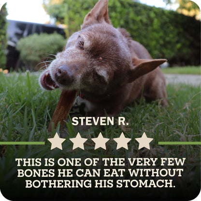 A small brown dog lying on grass outdoors while chewing on a Redbarn Dur-A-Bull., with overlaid text reading 'STEVEN R.' and a five-star review quote about the bone being easy to digest.