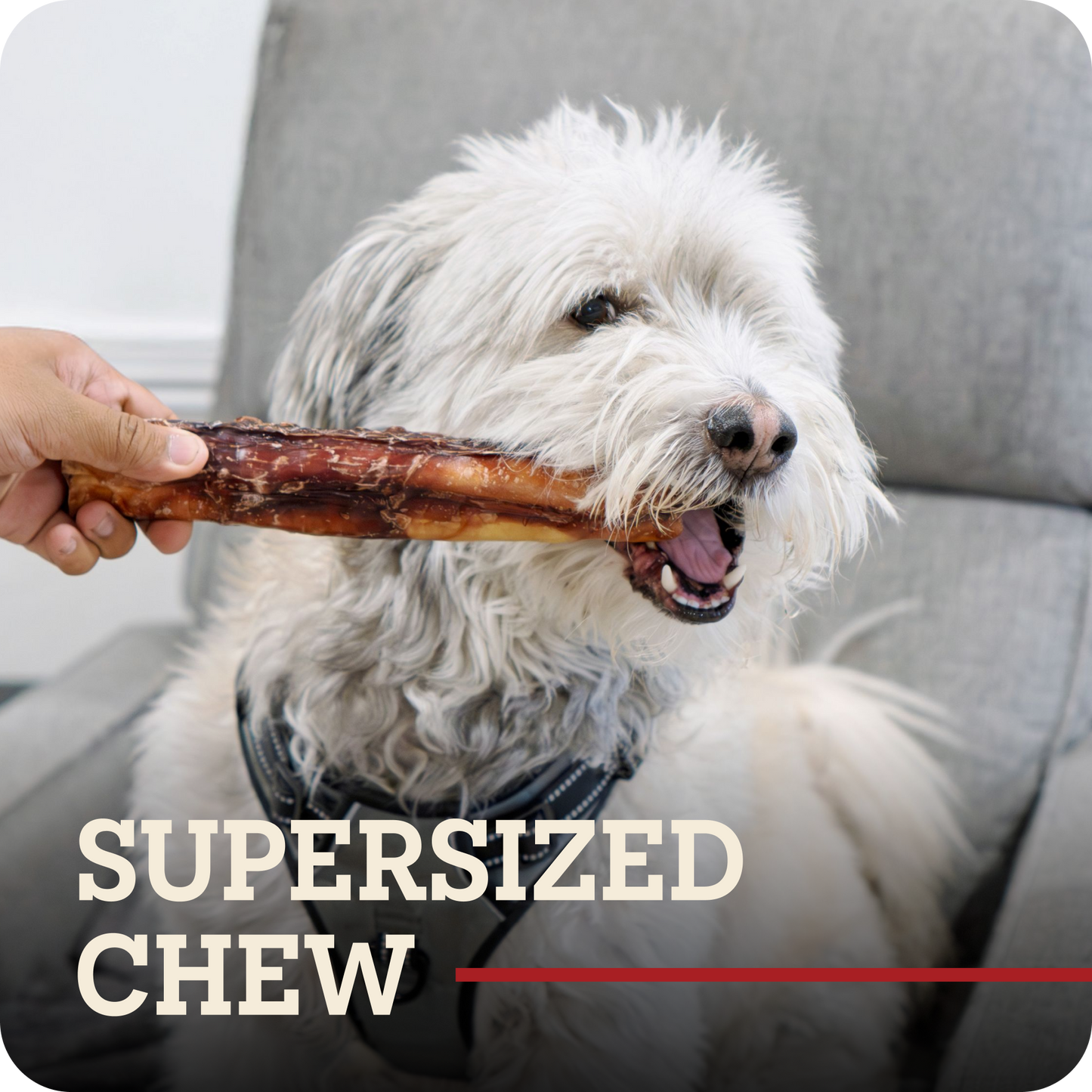 A white fluffy dog sitting on a gray chair, holding a Redbarn Bully Stick chew in its mouth while a human hand pulls the chew from its mouth. Text overlay at the bottom reads 'SUPERSIZED CHEW'.