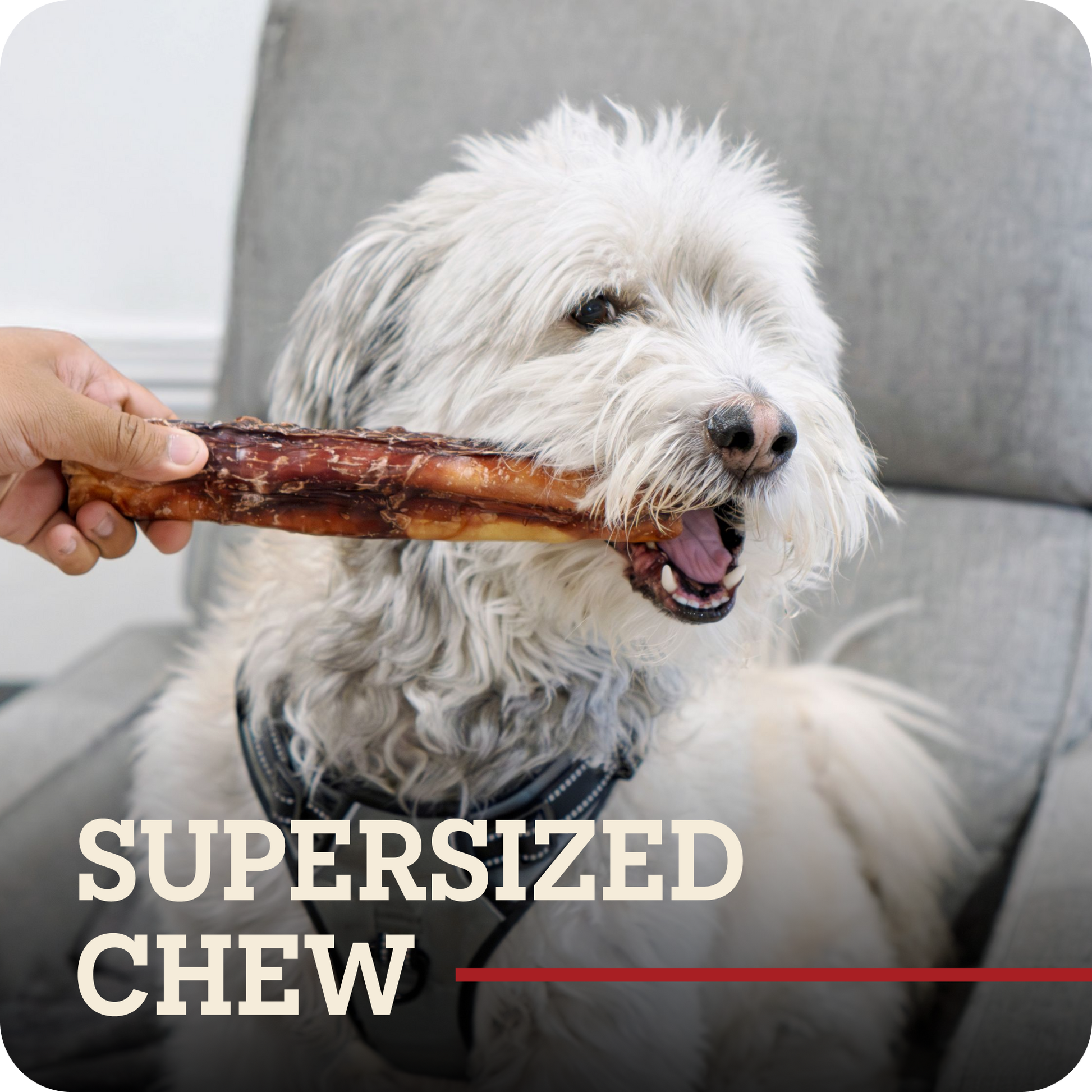 A white fluffy dog sitting on a gray chair, holding a Redbarn Bully Stick chew in its mouth while a human hand pulls the chew from its mouth. Text overlay at the bottom reads 'SUPERSIZED CHEW'.