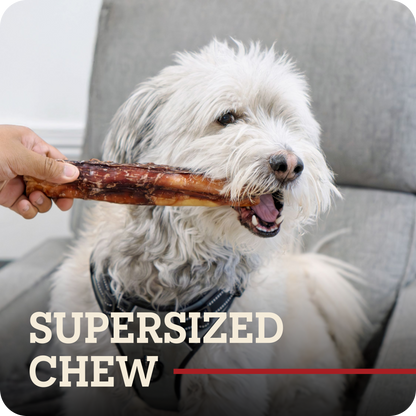 A white fluffy dog sitting on a gray chair, holding a Redbarn Bully Stick chew in its mouth while a human hand pulls the chew from its mouth. Text overlay at the bottom reads 'SUPERSIZED CHEW'.