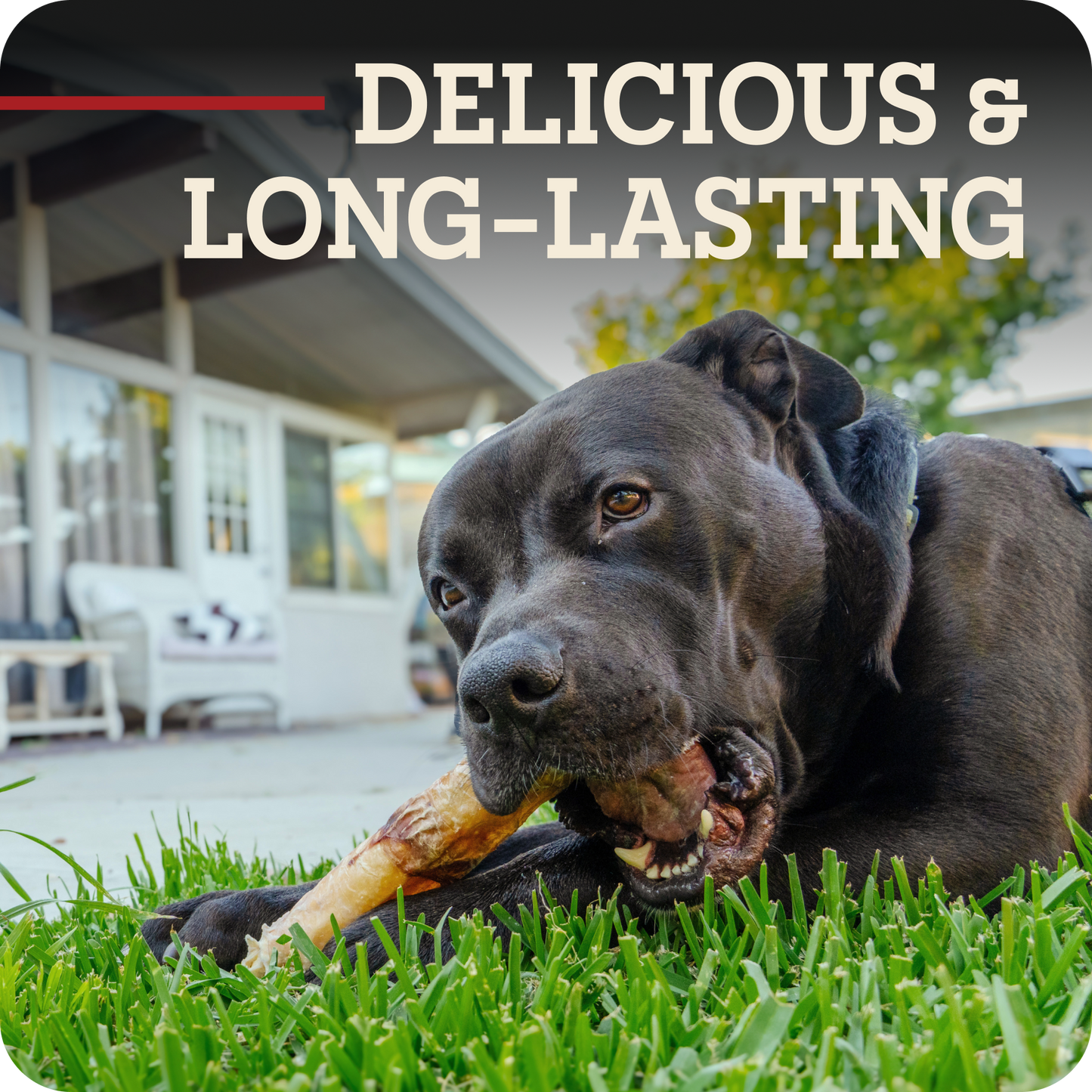 A black dog lying on green grass outdoors, chewing a Redbarn Monster Bully, with the text 'DELICIOUS & LONG-LASTING' overlaid at the top.