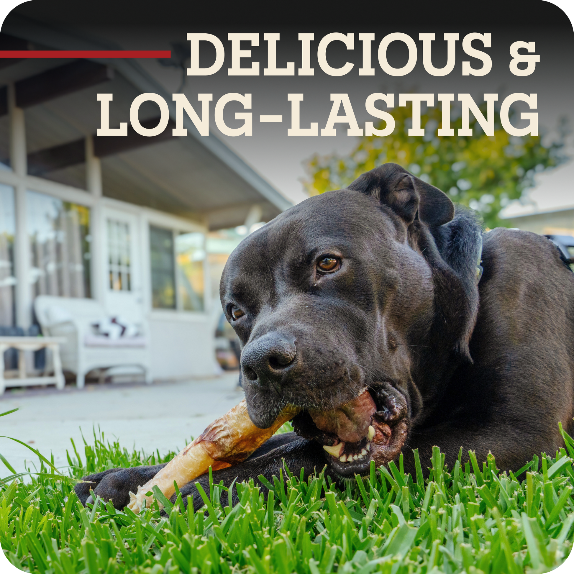 A black dog lying on green grass outdoors, chewing a Redbarn Monster Bully, with the text 'DELICIOUS & LONG-LASTING' overlaid at the top.