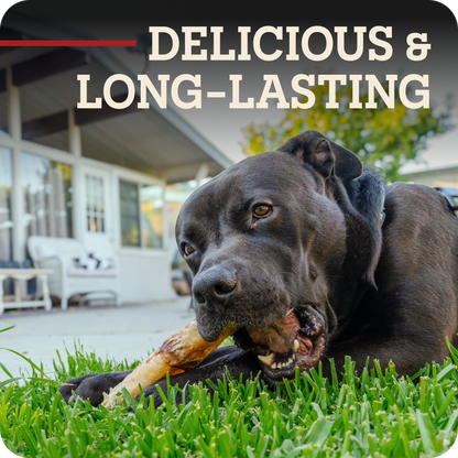 A black dog lying on green grass outdoors, chewing a Redbarn Monster Bully, with the text 'DELICIOUS & LONG-LASTING' overlaid at the top.