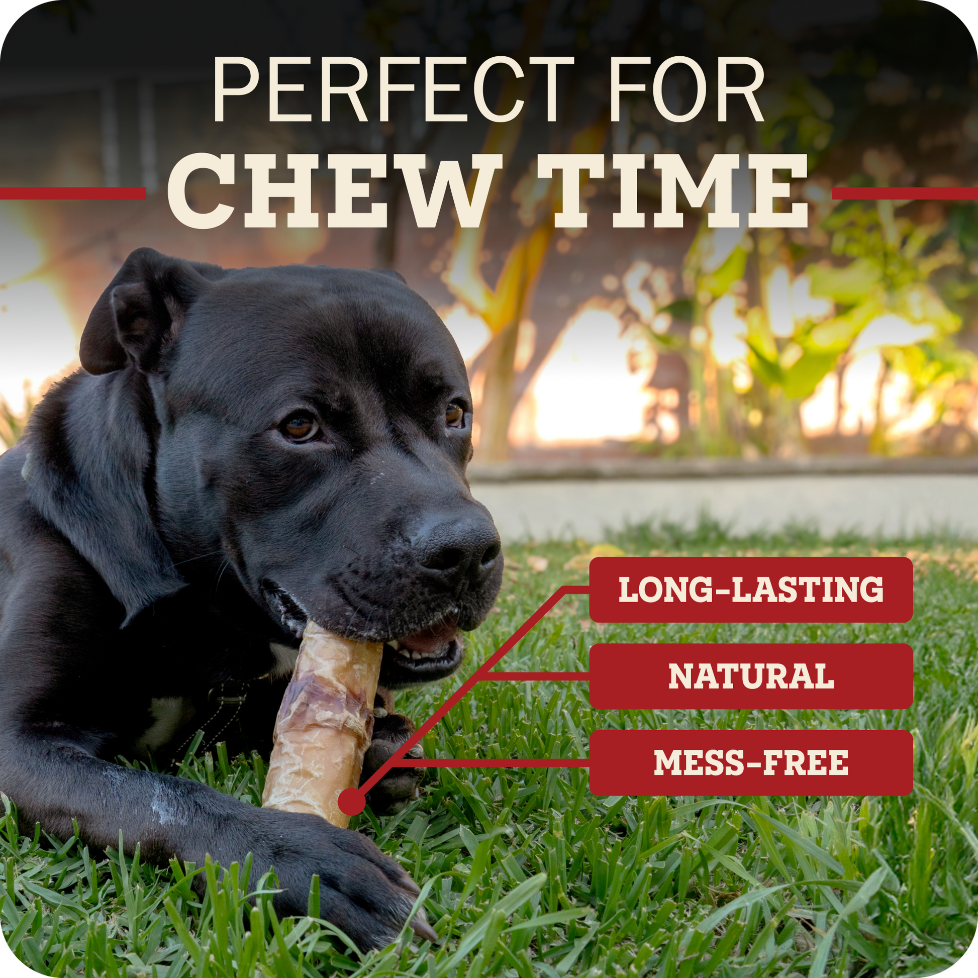 A black dog lying on grass outdoors while chewing a Redbarn Monster Bully  chew, with overlaid text reading 'PERFECT FOR CHEW TIME' and callout labels saying 'LONG-LASTING', 'NATURAL', and 'MESS-FREE'.