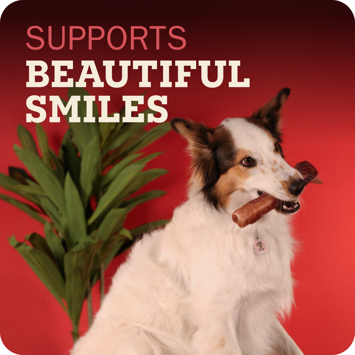 A white, brown, and black collie-type dog sits against a bright red background holding a Redbarn Monster Bully  in its mouth. Large text at the top reads 'SUPPORTS BEAUTIFUL SMILES' in pink and cream, and a green potted plant is visible on the left.