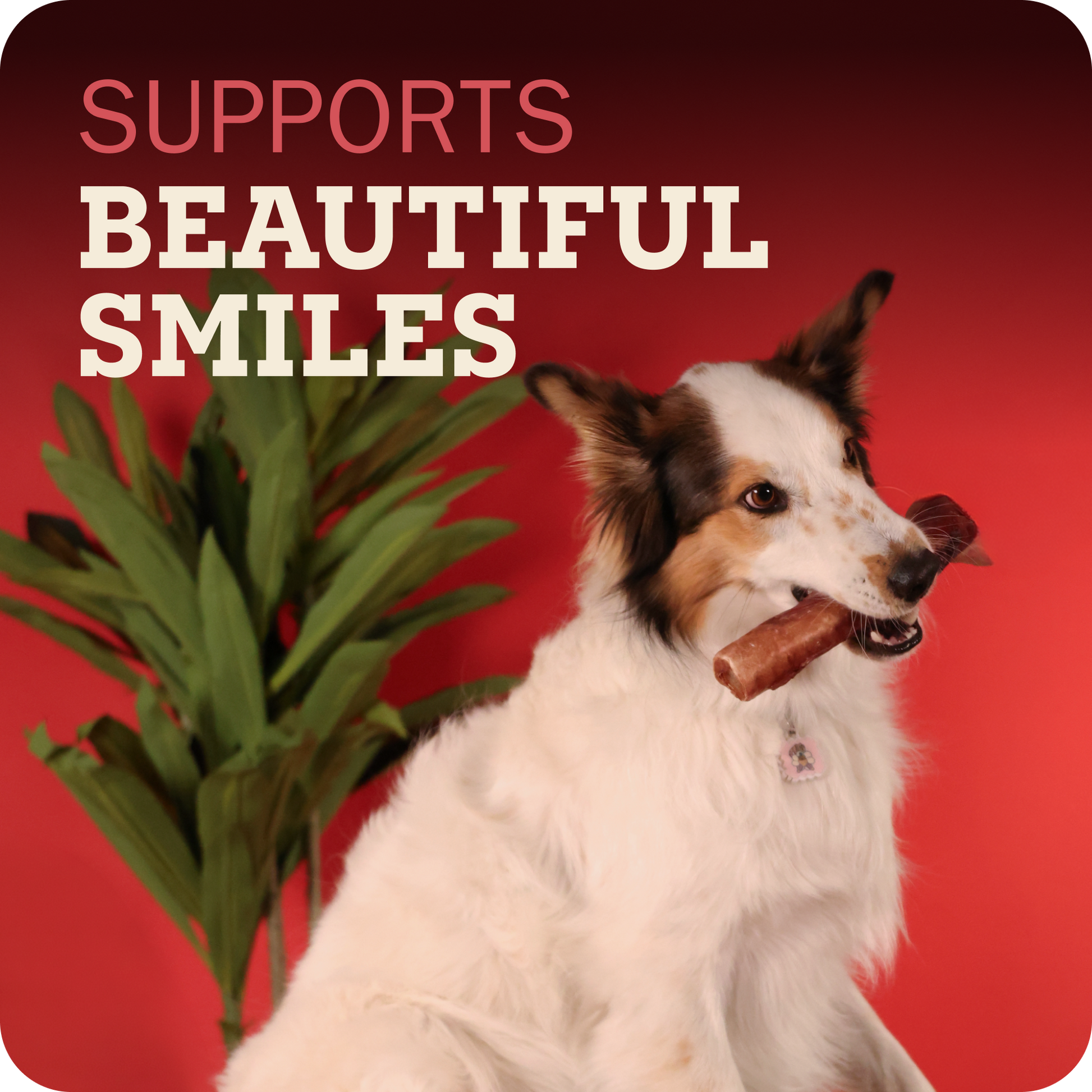 A white, brown, and black collie-type dog sits against a bright red background holding a Redbarn Monster Bully  in its mouth. Large text at the top reads 'SUPPORTS BEAUTIFUL SMILES' in pink and cream, and a green potted plant is visible on the left.