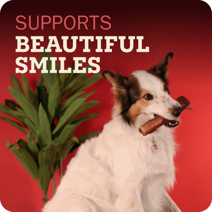 A white, brown, and black collie-type dog sits against a bright red background holding a Redbarn Monster Bully  in its mouth. Large text at the top reads 'SUPPORTS BEAUTIFUL SMILES' in pink and cream, and a green potted plant is visible on the left.