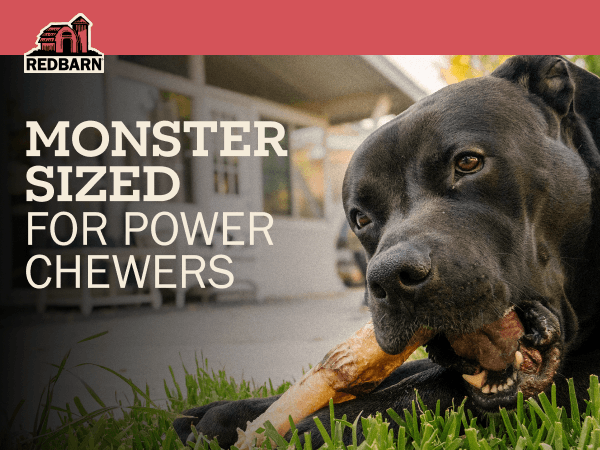 A black dog lying in grass outdoors while chewing a Redbarn Monster Bully, with large text reading 'MONSTER SIZED FOR POWER CHEWERS' and a RedBarn logo banner at the top.