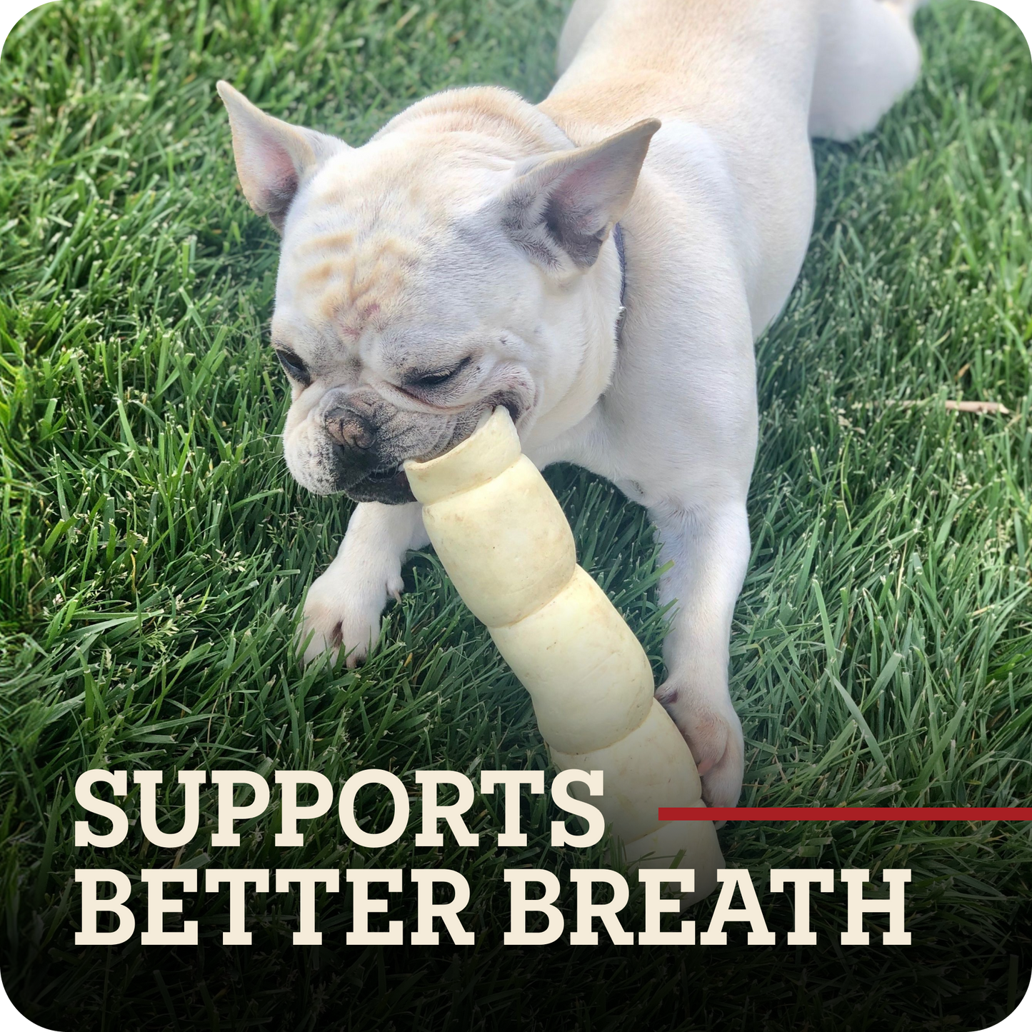A light fawn French Bulldog lying on green grass while chewing a beef cheek roll dog chew. Large text at the bottom reads 'SUPPORTS BETTER BREATH' with a red underline.