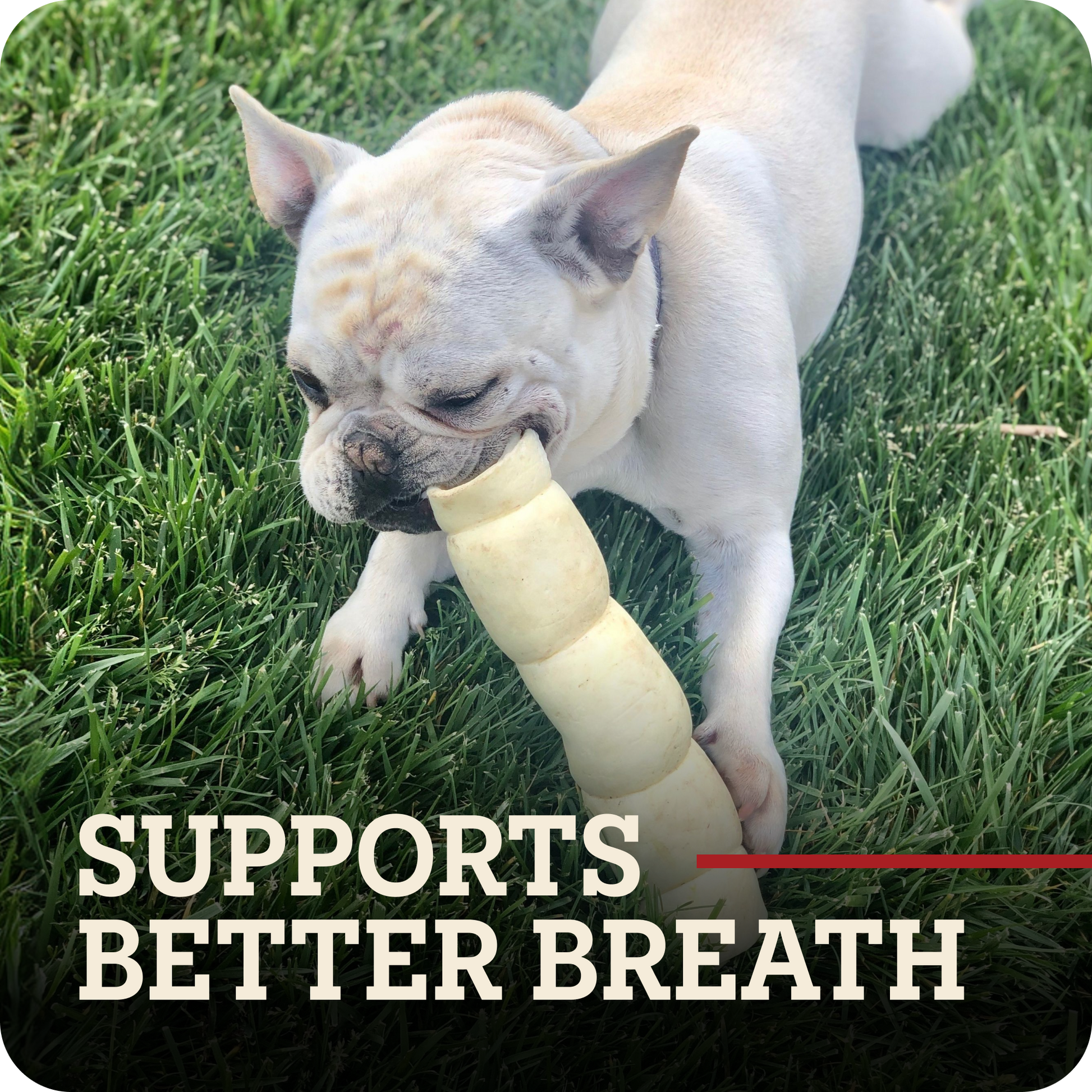 A light fawn French Bulldog lying on green grass while chewing a beef cheek roll dog chew. Large text at the bottom reads 'SUPPORTS BETTER BREATH' with a red underline.