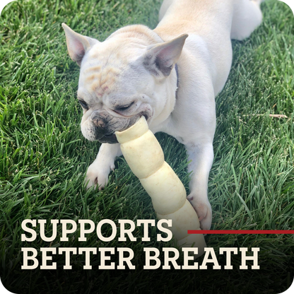 A light fawn French Bulldog lying on green grass while chewing a beef cheek roll dog chew. Large text at the bottom reads 'SUPPORTS BETTER BREATH' with a red underline.