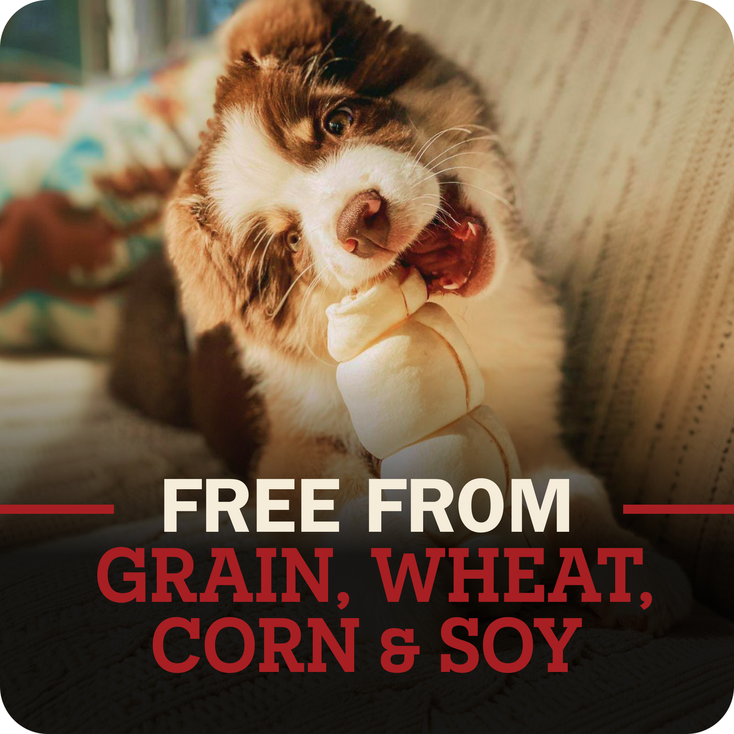 A brown and white dog is shown chewing on a beef cheek treat while sitting on a couch. The image features a dark overlay at the bottom with red and white text reading 'FREE FROM GRAIN, WHEAT, CORN & SOY'.