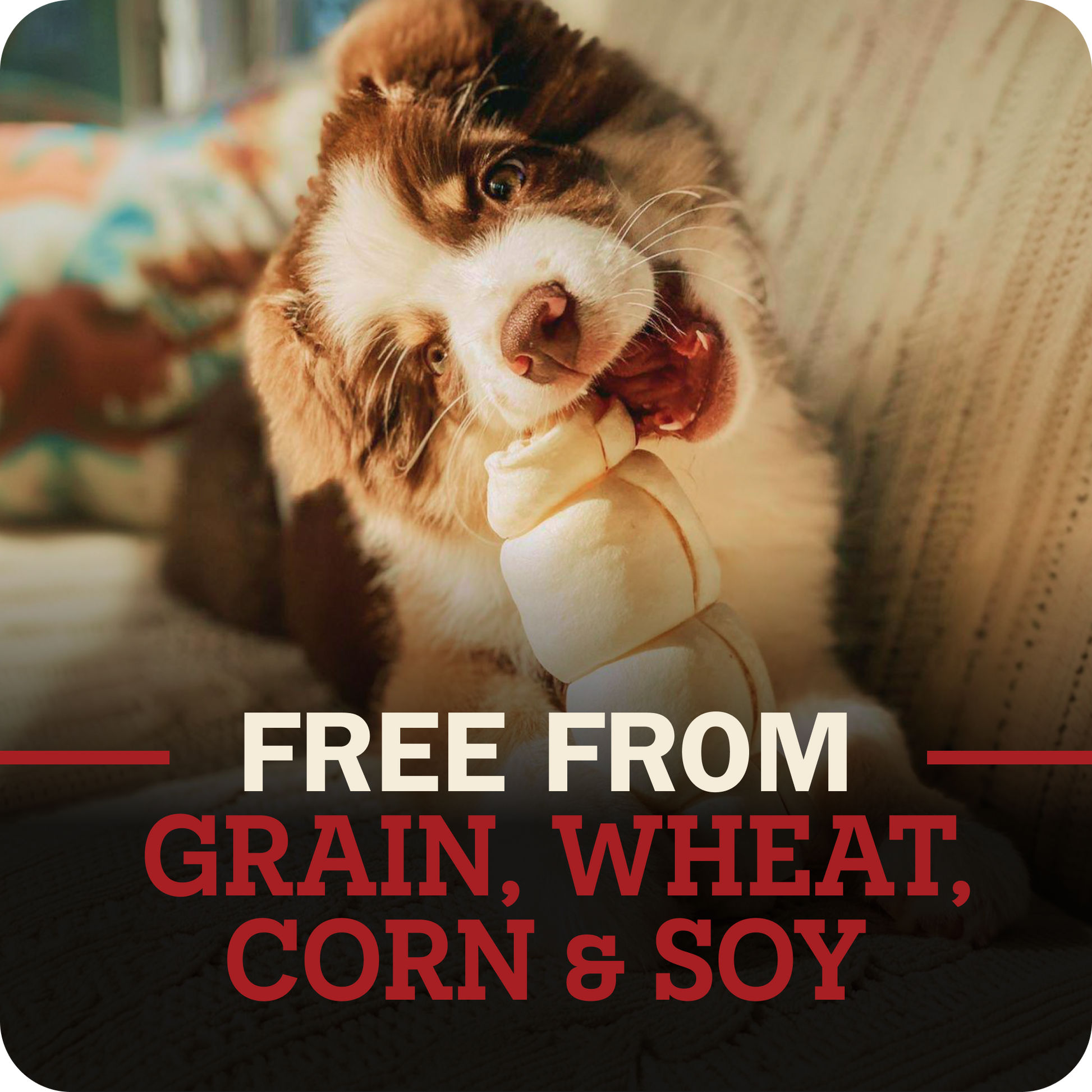 A brown and white dog is shown chewing on a beef cheek treat while sitting on a couch. The image features a dark overlay at the bottom with red and white text reading 'FREE FROM GRAIN, WHEAT, CORN & SOY'.