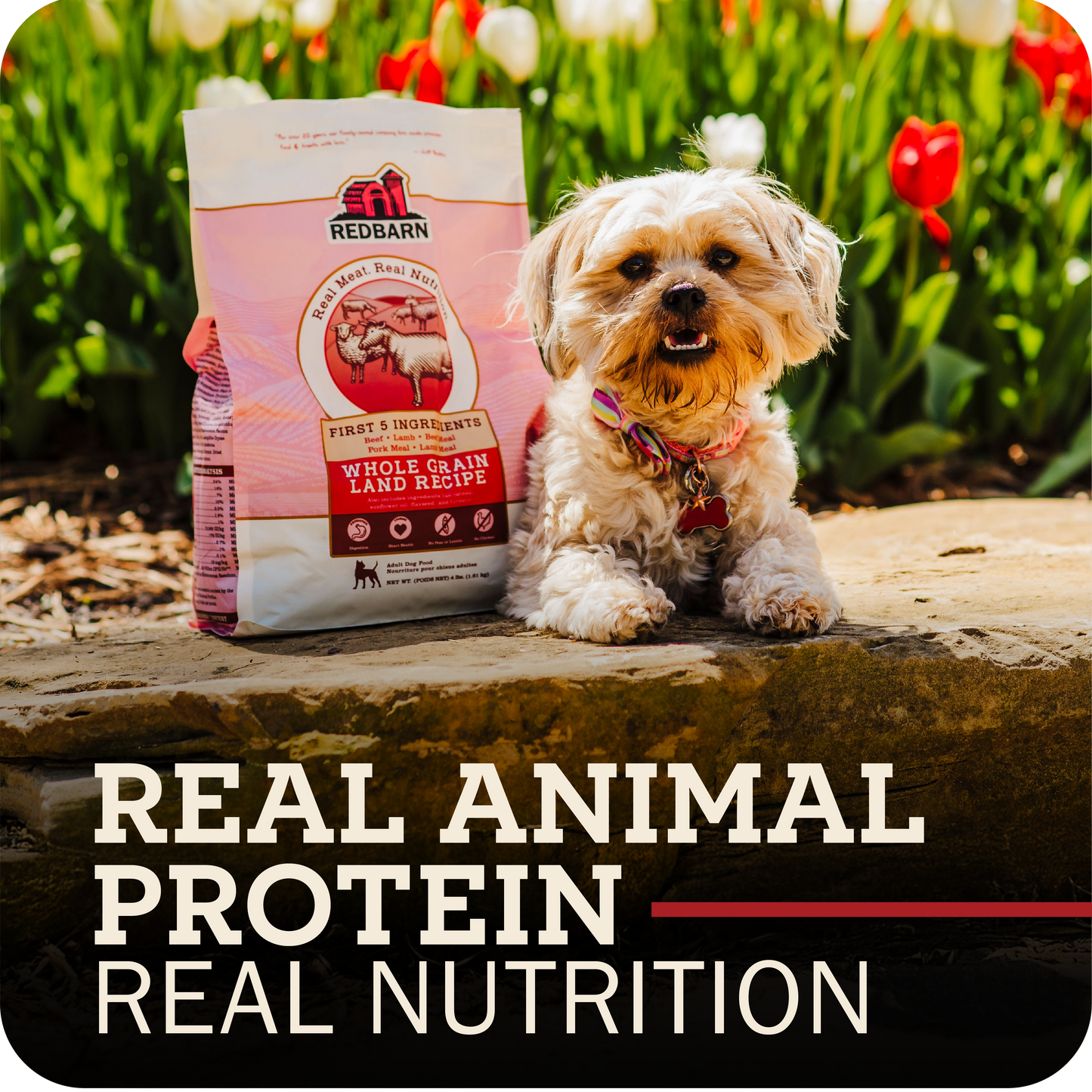 Dog with Redbarn pet food package in a garden setting