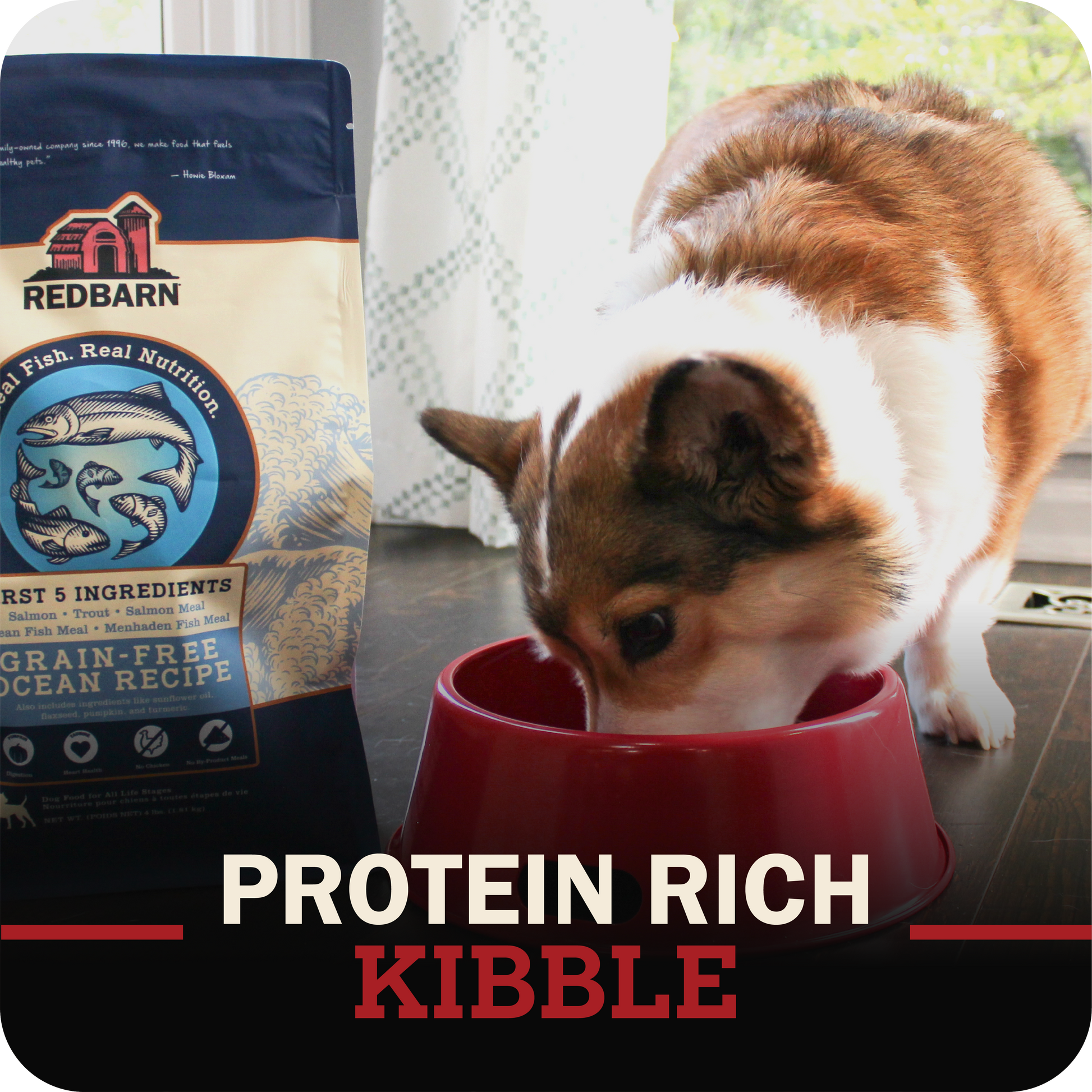 dog eating from a red bowl with Redbarn protein-rich kibble packaging in the background.
