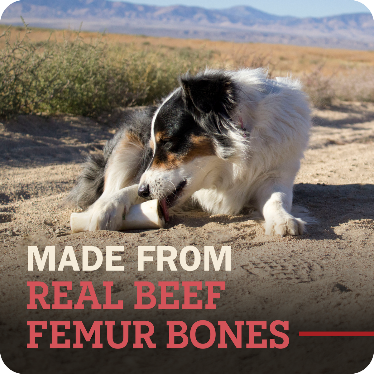 Filled Bone Beef Flavor