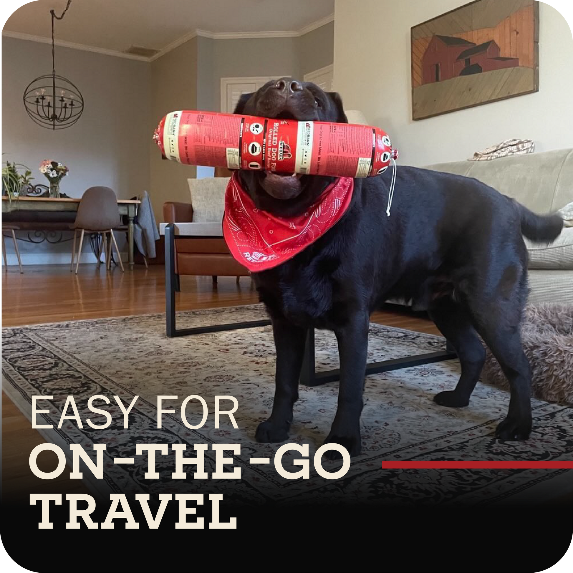 Dog in a living room setting with text 'Easy for on-the-go travel'. holding a rolled redbarn dog food in his mouth