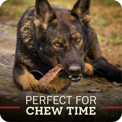Dog chewing on a bone with text 'Perfect for Chew Time' on a natural background