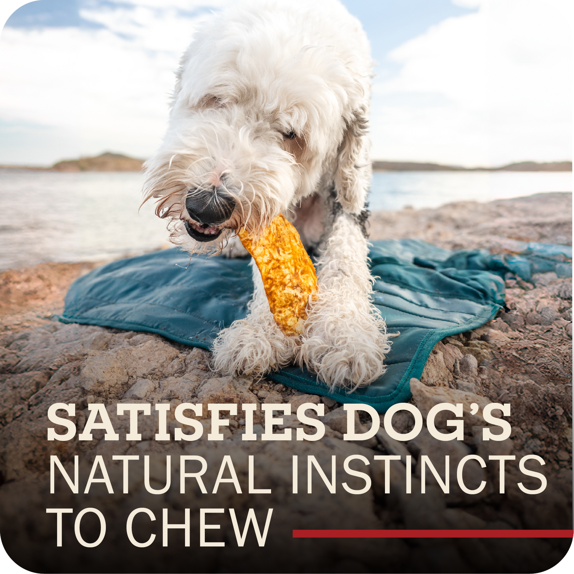 Dog chewing on a bully slice by a body of water with text 'Satisfies dog's natural instincts to chew'.
