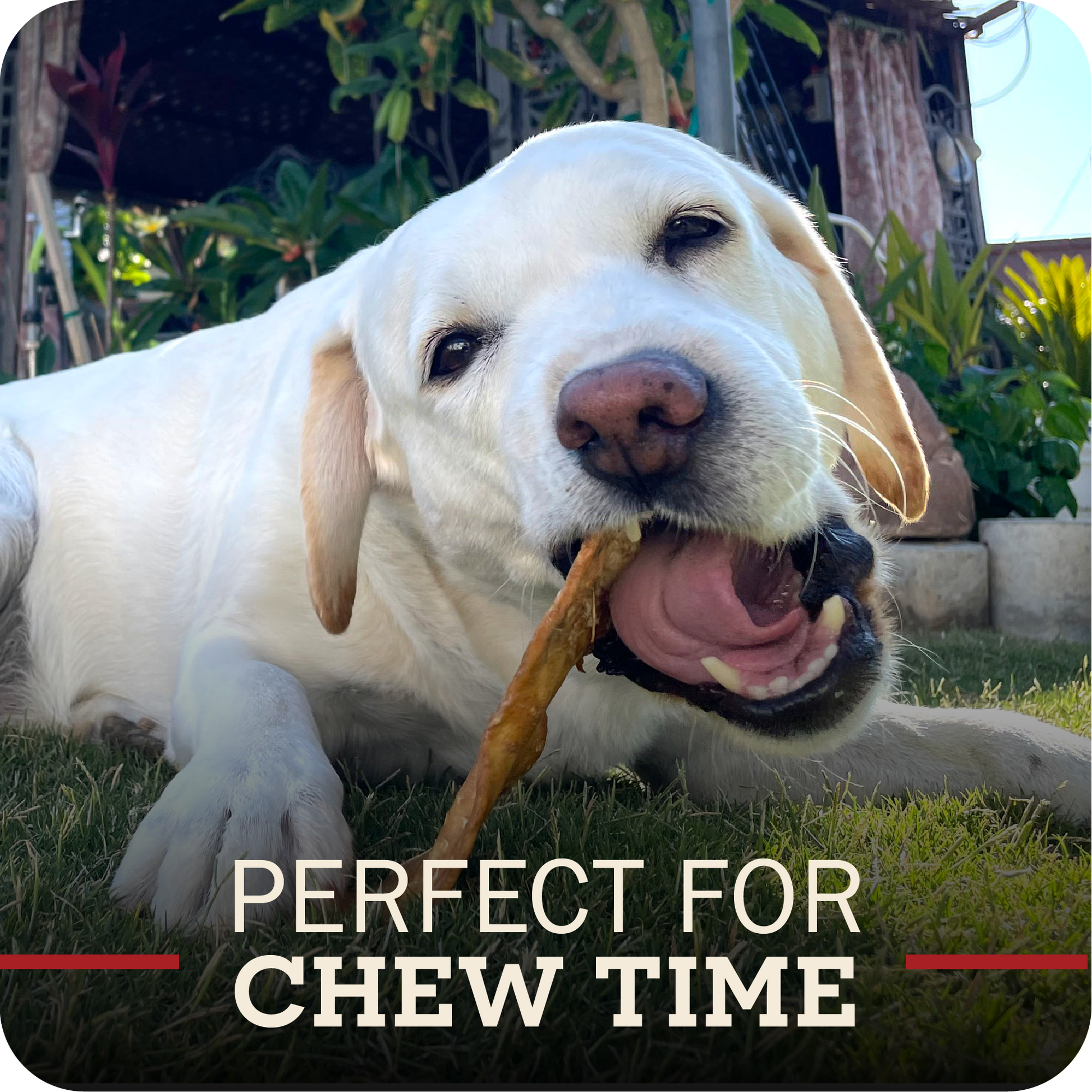 Dog chewing on a stick with text 'Perfect for Chew Time' in a garden setting