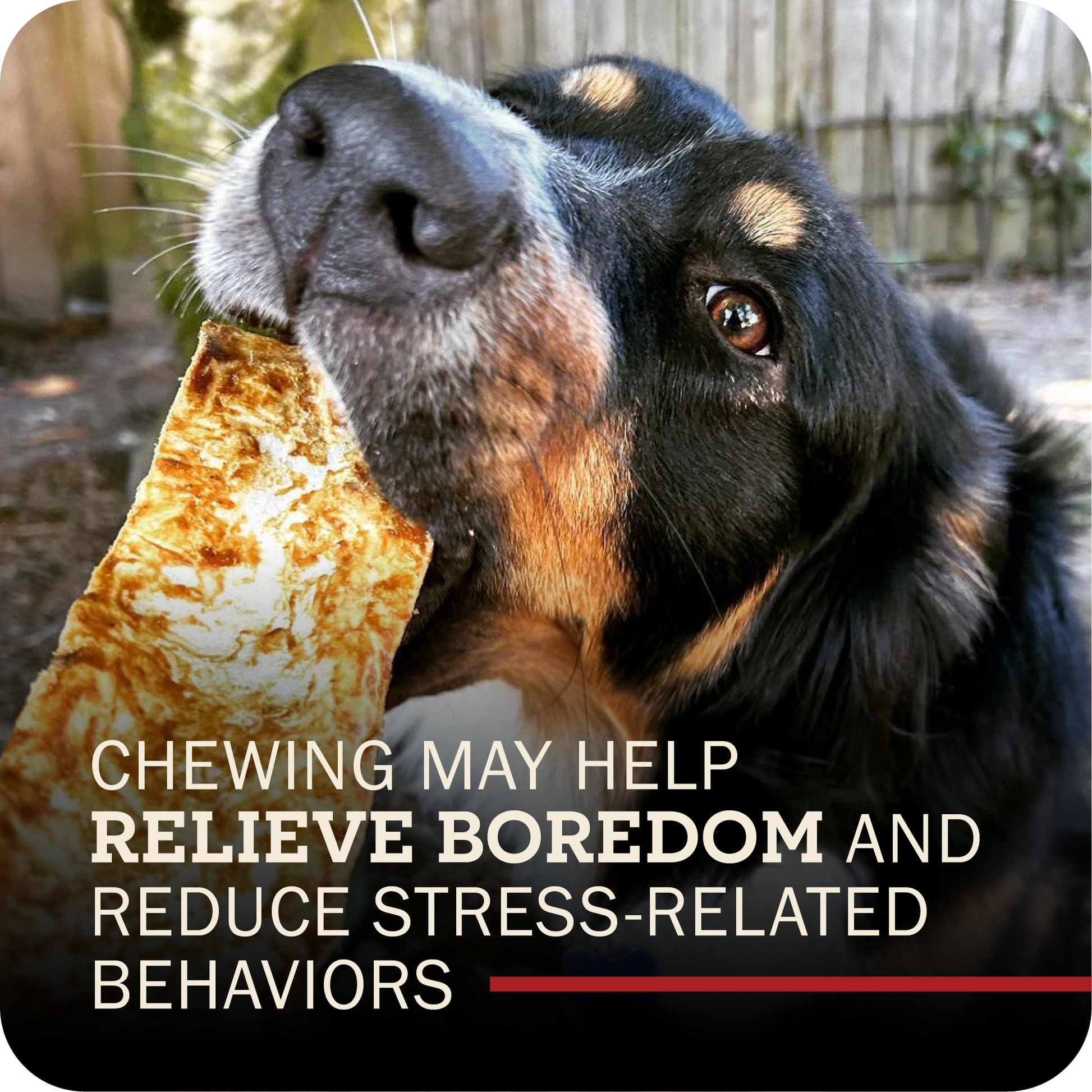 Dog chewing on a bully slice with text about reducing boredom and stress-related behaviors.