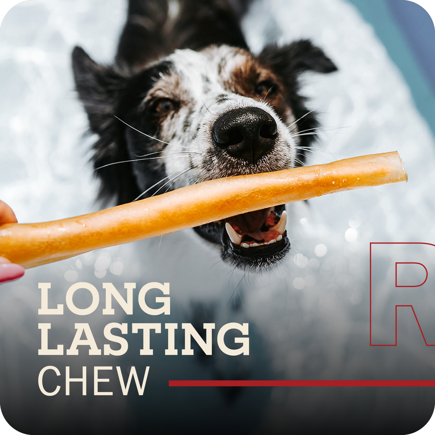 An image of a person's hand holding a Redbarn Collagen stick in front of a dog who is excited to get it as a chew. Title with a white font which reads, 'Long Lasting Chew'