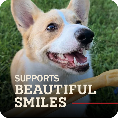 A happy dog with Redbarn Collagen stick in front of their mouth, with the title which reads, 'Supports beautiful smiles.'