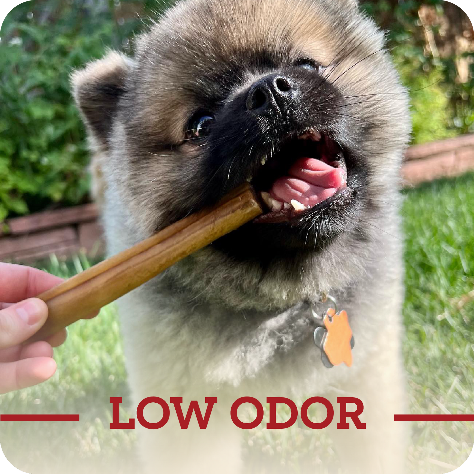 A happy small breed dog receiving their Redbarn Collagen Stick with a title in red with says, 'Low odor.'