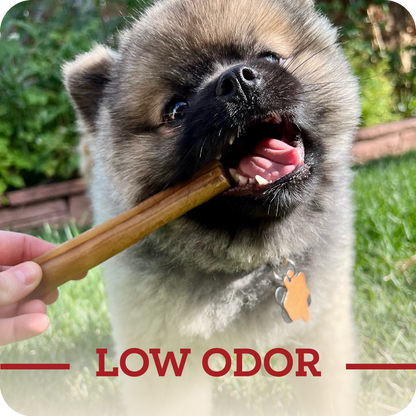A happy small breed dog receiving their Redbarn Collagen Stick with a title in red with says, 'Low odor.'