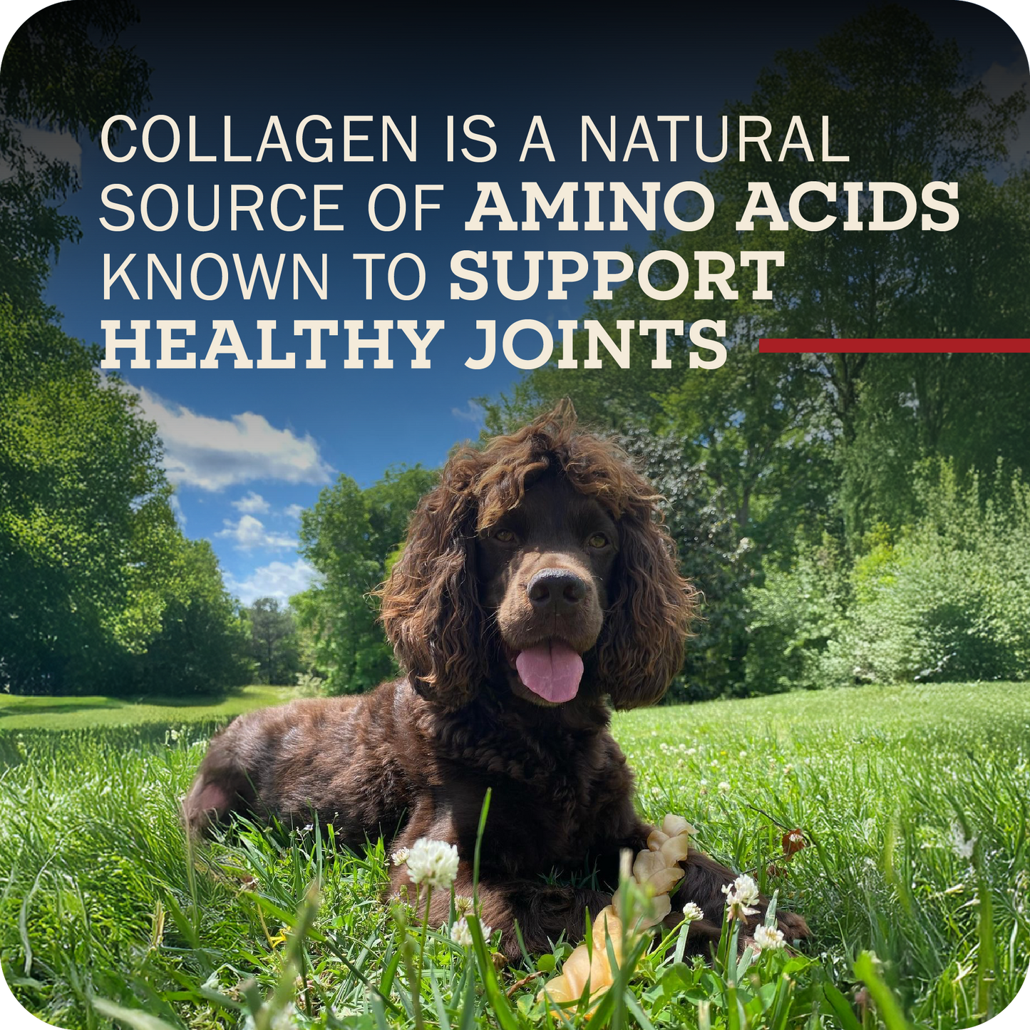 A brown dog sitting in a grass field with their Redbarn Collagen Braid on their paws. The title reads, 'Collagen is a natural source of amino acids known to support healthy joints.' 