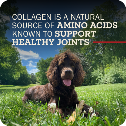 A brown dog sitting in a grass field with their Redbarn Collagen Braid on their paws. The title reads, 'Collagen is a natural source of amino acids known to support healthy joints.' 