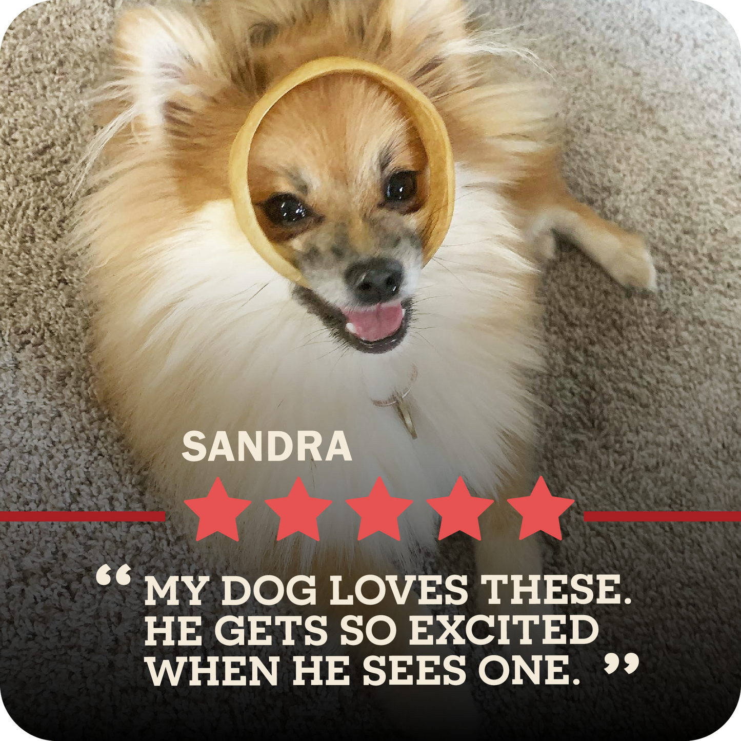 An image of a small breed dog with a Collagen Ring in their mouth in a playful manner. A five start review from Sandra that says, "My dog loves these. He gets so excited when he sees one."