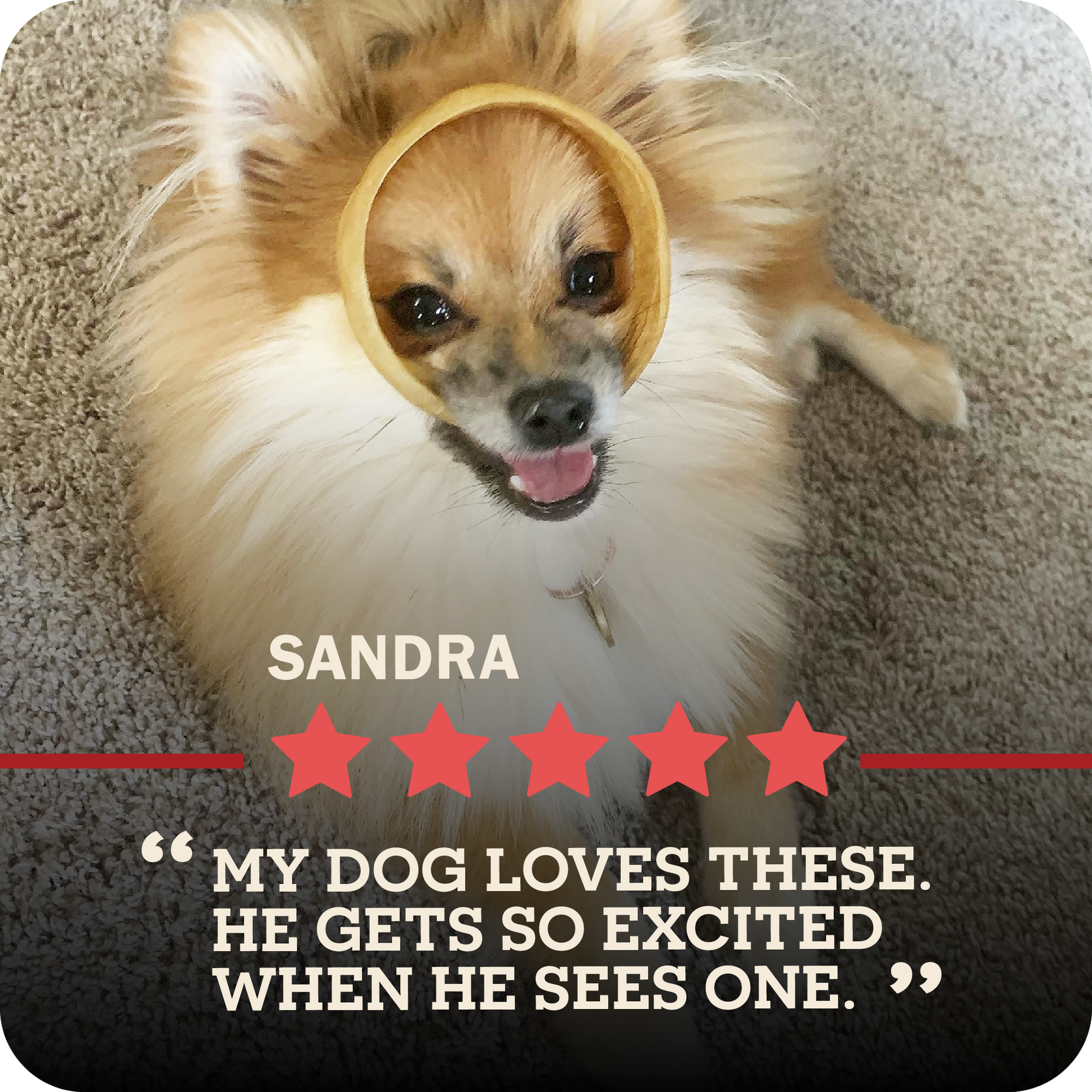 An image of a small breed dog with a Collagen Ring in their mouth in a playful manner. A five start review from Sandra that says, "My dog loves these. He gets so excited when he sees one."