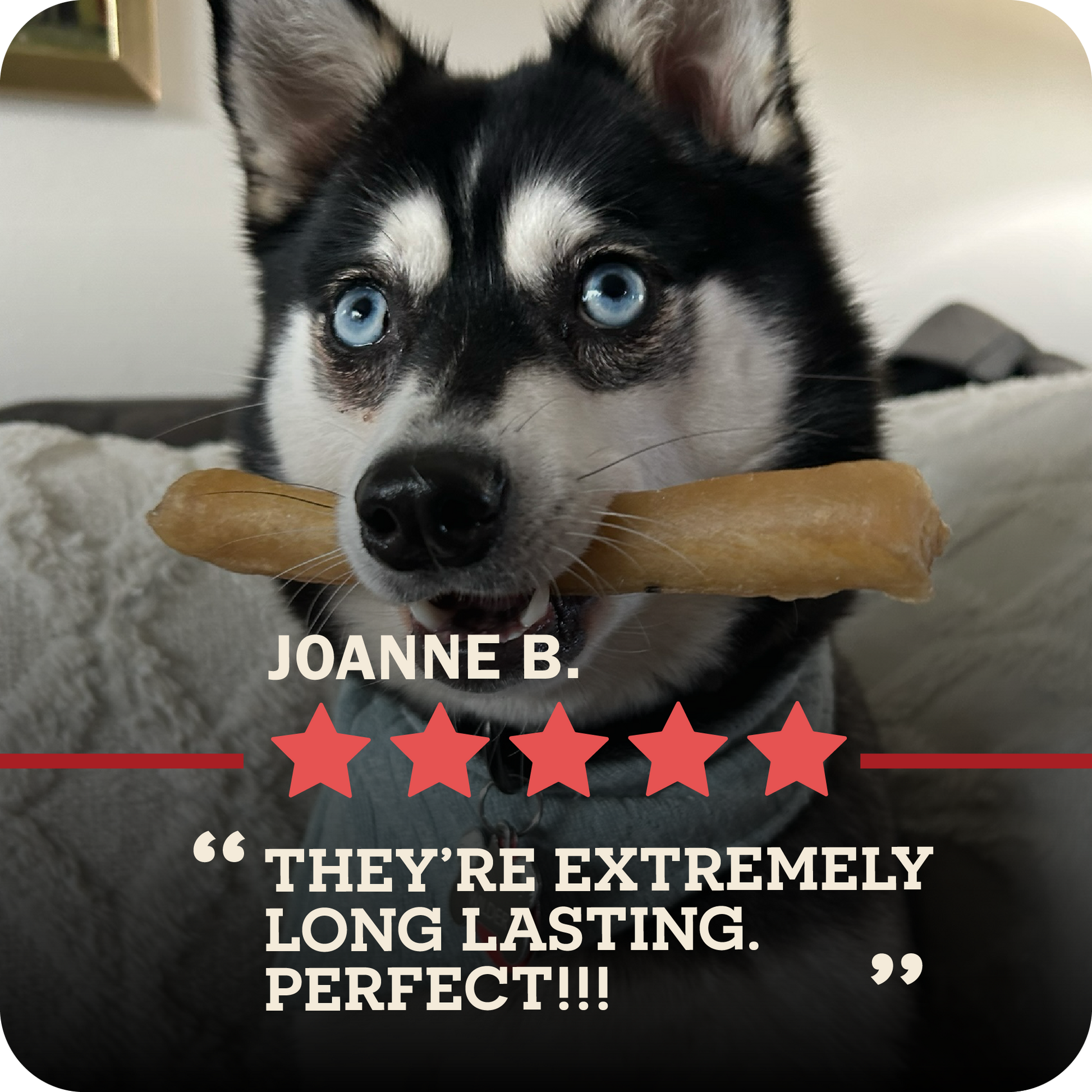 An image of a dog with blue eyes and a Redbarn Collagen stick in their mouth with a five star review from Joanne B. that says, "They're extremely Long Lasting. Perfect!!!"