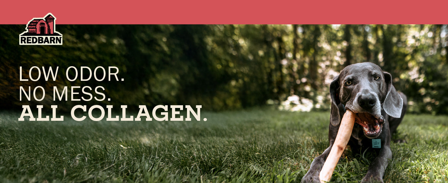 Dog chewing on a collagen treat with text about low odor, no mess, and all collagen, set against a natural background.