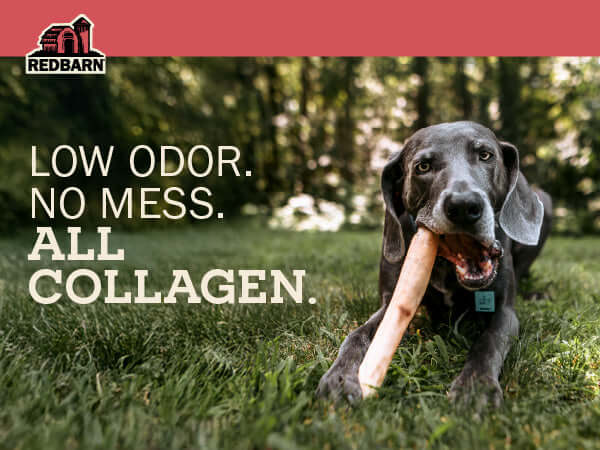 A dark gray dog lying on grass outdoors while holding a bone in its mouth. The image includes a red banner at the top with the Red Barn logo and large text reading 'LOW ODOR.