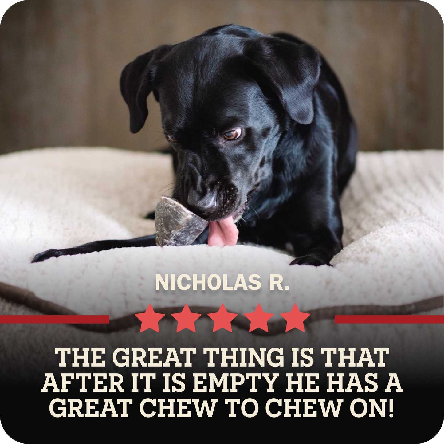 A black dog lying on a cream pet bed and licking a Redbarn Peanut Butter Filled Cow Hoof, with overlaid text reading 'NICHOLAS R.' and 'THE GREAT THING IS THAT AFTER IT IS EMPTY HE HAS A GREAT CHEW TO CHEW ON!' on a dark banner with red stars.