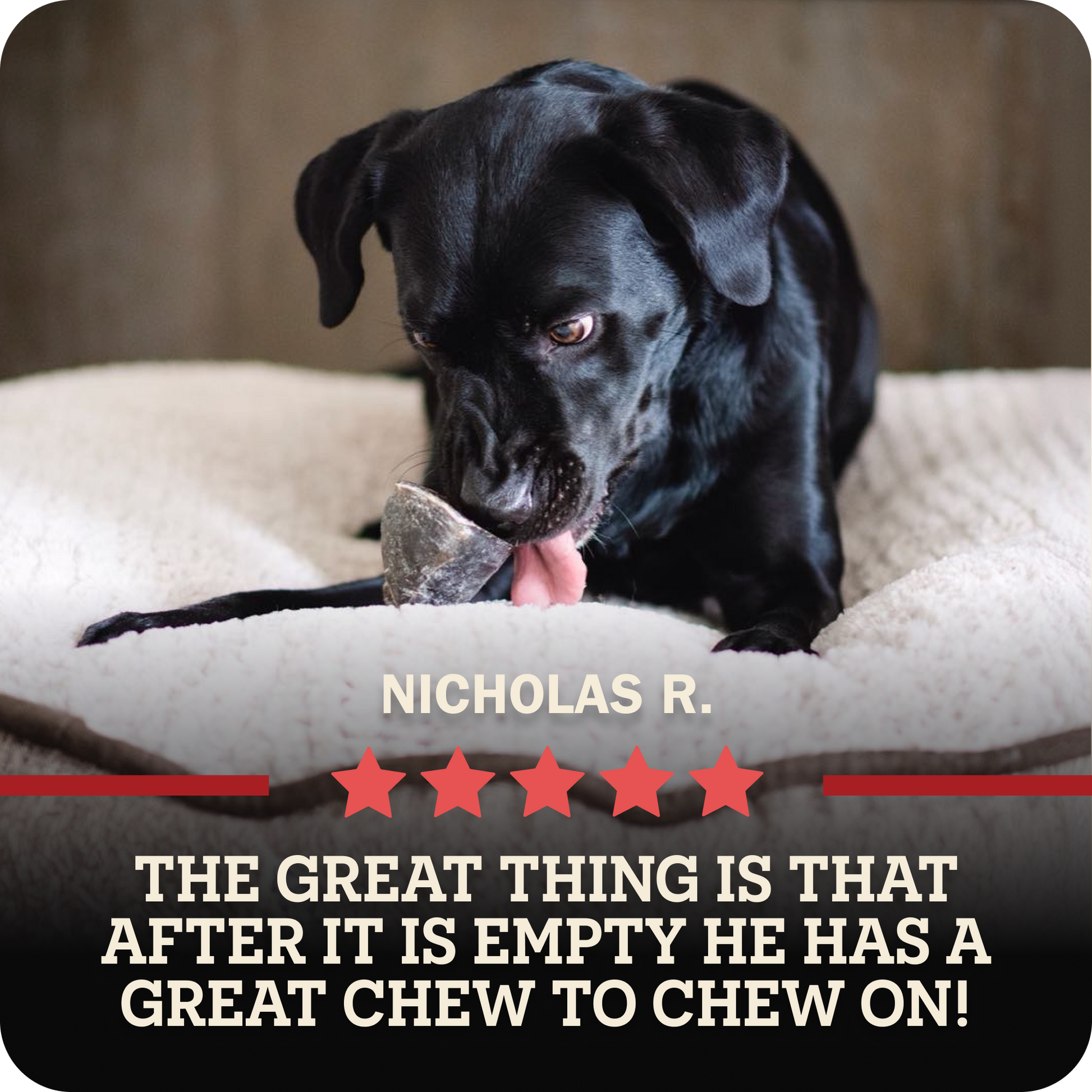 A black dog lying on a cream pet bed and licking a Redbarn Peanut Butter Filled Cow Hoof, with overlaid text reading 'NICHOLAS R.' and 'THE GREAT THING IS THAT AFTER IT IS EMPTY HE HAS A GREAT CHEW TO CHEW ON!' on a dark banner with red stars.