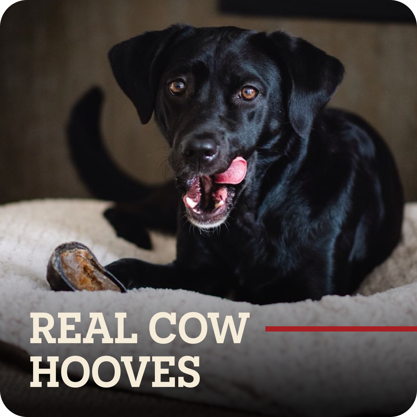 A black dog lying on a cream-colored cushion with a Redbarn Peanut Butter Filled Cow Hoof in front of it. The text 'REAL COW HOOVES' is overlaid at the bottom with a red horizontal line.