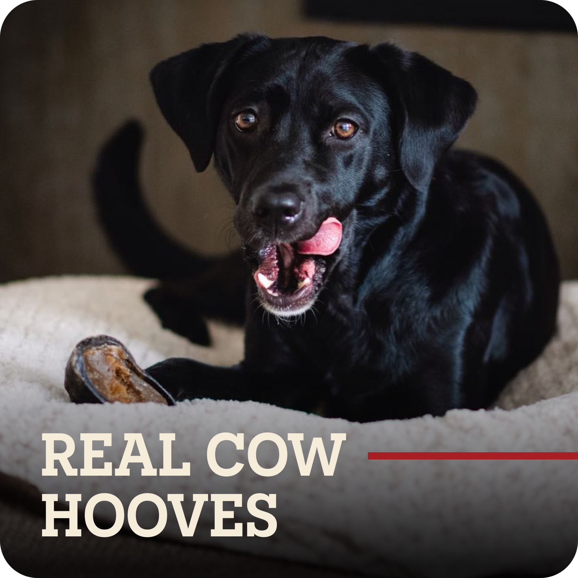 A black dog lying on a cream-colored cushion with a Redbarn Peanut Butter Filled Cow Hoof in front of it. The text 'REAL COW HOOVES' is overlaid at the bottom with a red horizontal line.