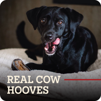 A black dog lying on a cream-colored cushion with a Redbarn Peanut Butter Filled Cow Hoof in front of it. The text 'REAL COW HOOVES' is overlaid at the bottom with a red horizontal line.