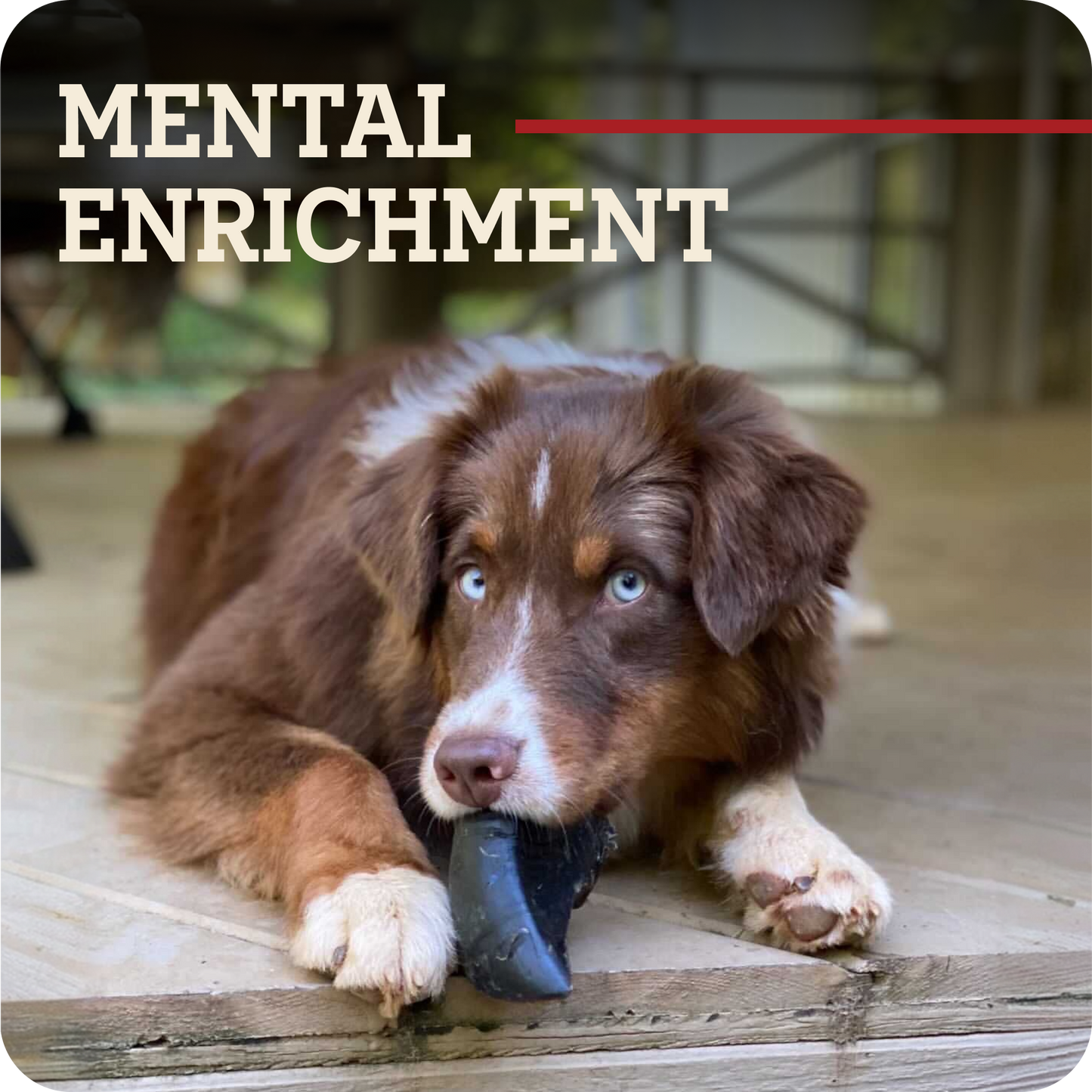 A brown and white dog lies on a wooden deck holding a Redbarn Peanut Butter Filled Cow Hoof, with the words 'MENTAL ENRICHMENT' in large beige text across the top and a thin red horizontal line above it.