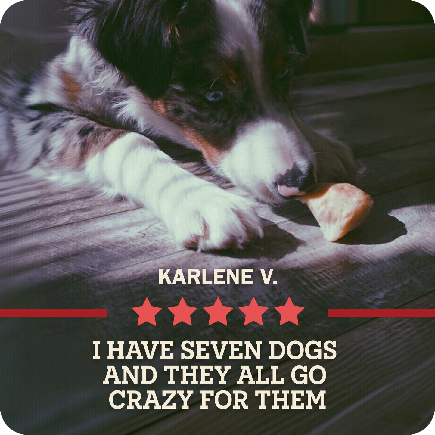 A Redbarn chew being chewed by a black, white, and merle Australian Shepherd dog lying on a dark wooden floor with a 5-star review by 'KARLENE V.' which says, 'I have seven dogs and they all go crazy for them.'