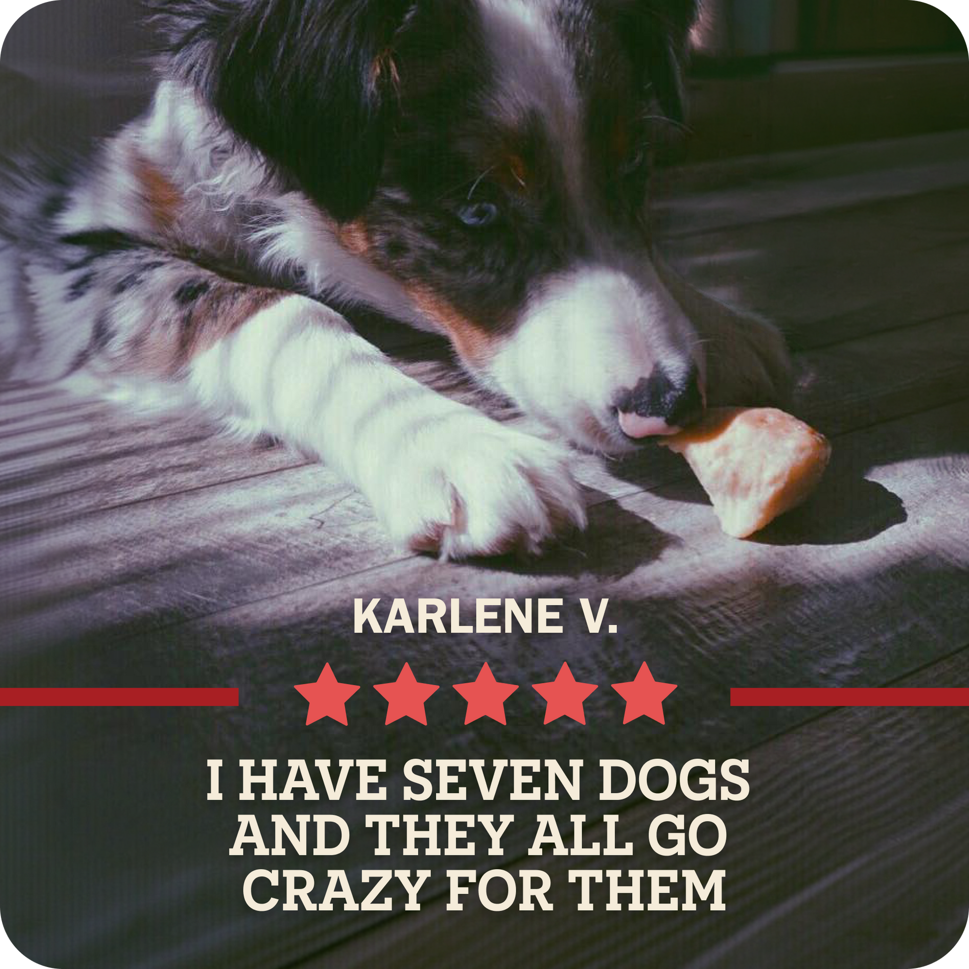 A Redbarn chew being chewed by a black, white, and merle Australian Shepherd dog lying on a dark wooden floor with a 5-star review by 'KARLENE V.' which says, 'I have seven dogs and they all go crazy for them.'