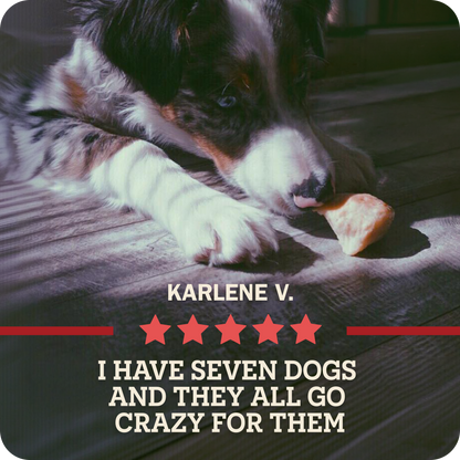A Redbarn chew being chewed by a black, white, and merle Australian Shepherd dog lying on a dark wooden floor with a 5-star review by 'KARLENE V.' which says, 'I have seven dogs and they all go crazy for them.'