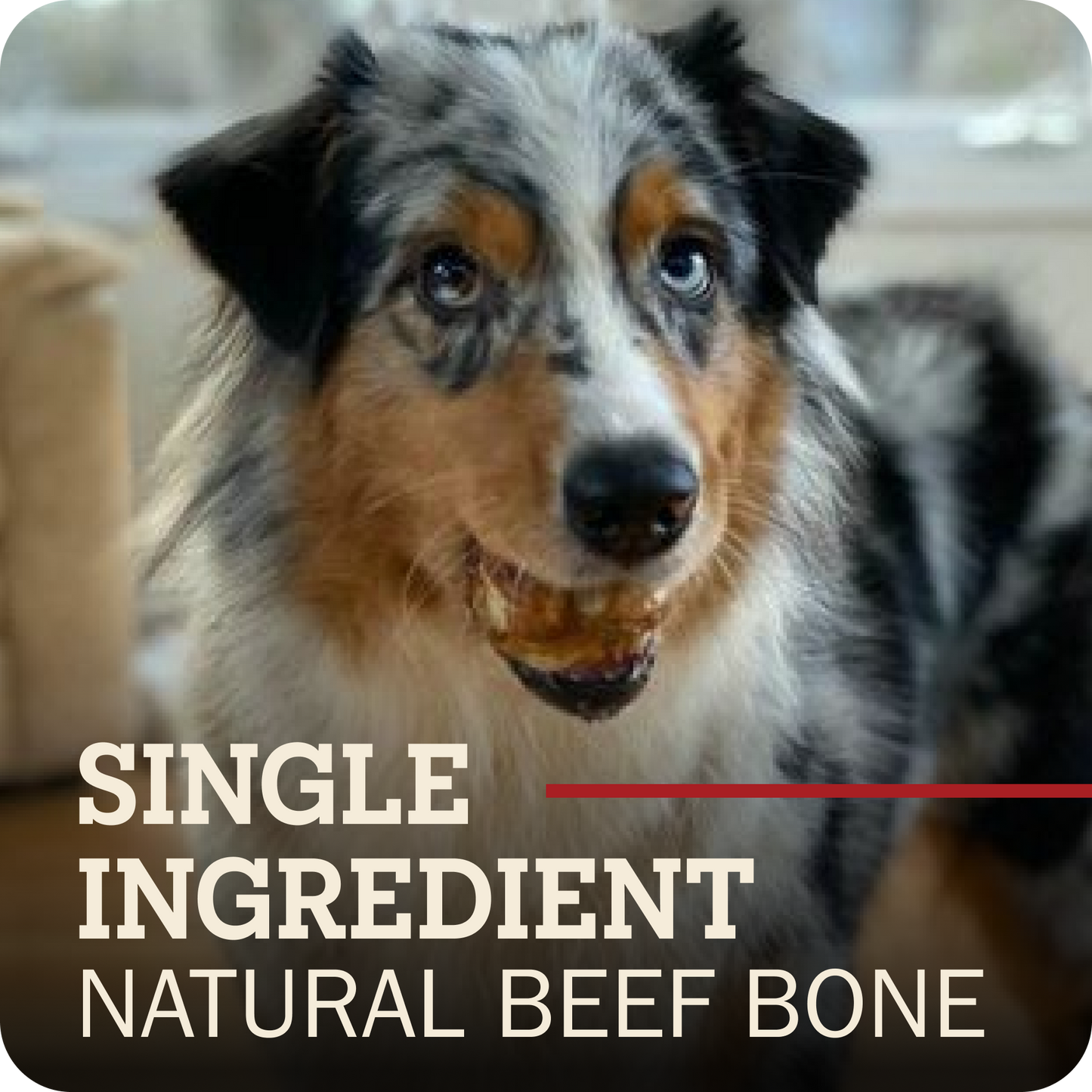 A close-up photo of a blue merle Australian Shepherd dog chewing a Redbarn Knee Cap bone, with text overlay reading 'SINGLE INGREDIENT NATURAL BEEF BONE' on a dark rounded square background.